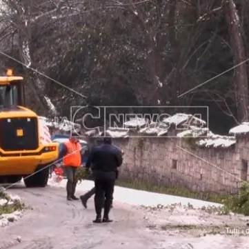 Albero cade sotto il peso della neve a Cosenza, nessun ferito