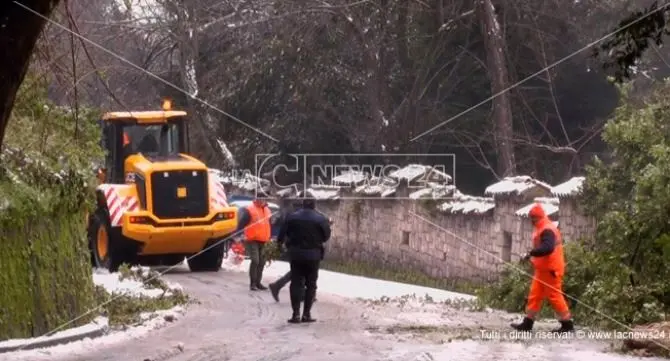 Albero cade sotto il peso della neve a Cosenza, nessun ferito