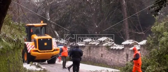Albero cade sotto il peso della neve a Cosenza, nessun ferito