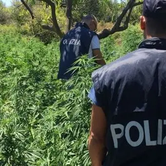 Droga, scoperta piantagione di 8mila esemplari di cannabis