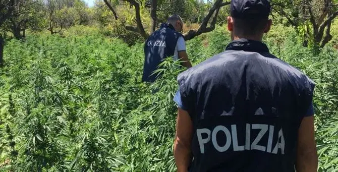 Droga, scoperta piantagione di 8mila esemplari di cannabis