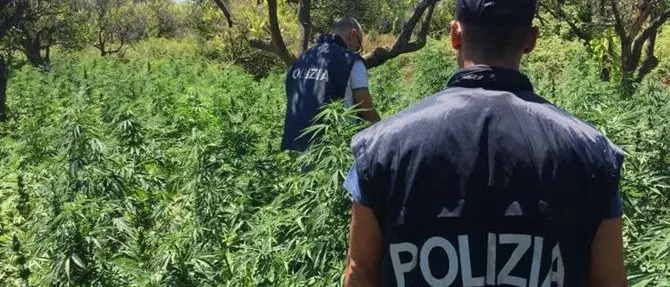 Droga, scoperta piantagione di 8mila esemplari di cannabis