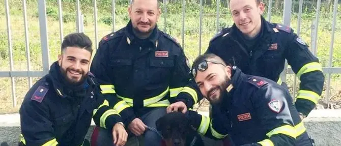 Cucciolo di rottweiler salvato lungo il tratto vibonese dell’A2