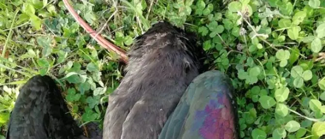 Ibis eremita ucciso dai bracconieri, il Wwf: «Vanificato un progetto»