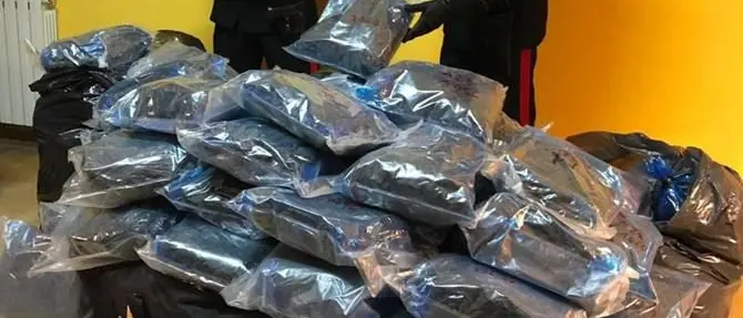 Con 120 chili di marijuana in camera da letto, un arresto a Taurianova