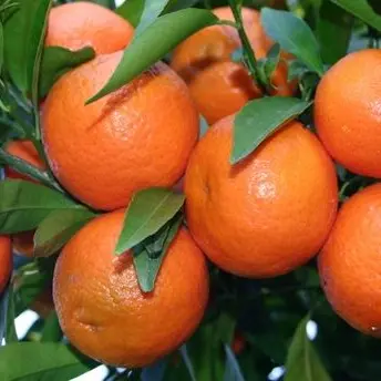 La cura contro influenza e malattie invernali? Le clementine di Calabria