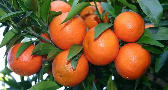 La cura contro influenza e malattie invernali? Le clementine di Calabria