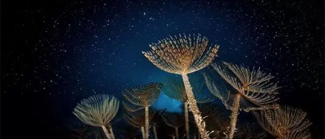 Sub reggino conquista l'Onu con una fotografia dei fondali dello Jonio