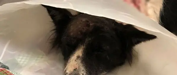 Sparano ad una randagia e diventa cieca