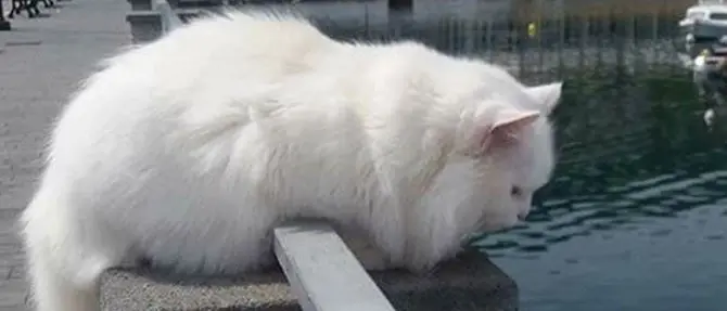 Nel ricordo del gatto star dei social un rifugio per felini abbandonati