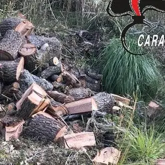 Abbattono querce secolari, un arresto e due denunce a Ricadi