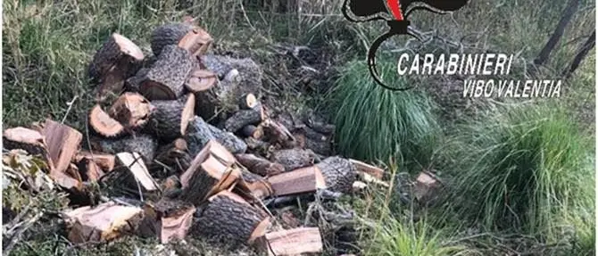 Abbattono querce secolari, un arresto e due denunce a Ricadi