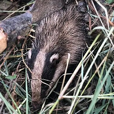 Tasso intrappolato in un laccio di ferro a Parghelia, salvato