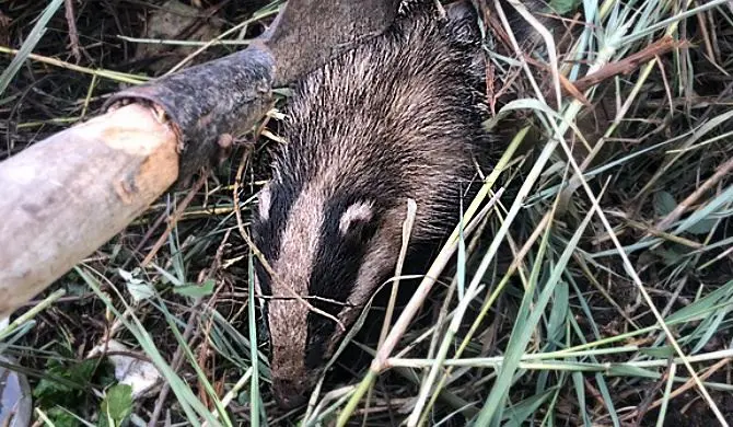 Tasso intrappolato in un laccio di ferro a Parghelia, salvato