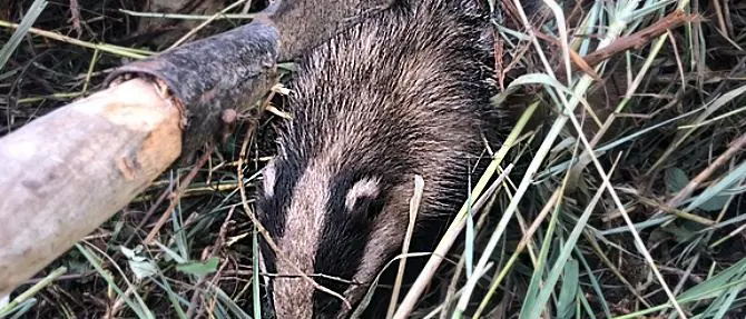 Tasso intrappolato in un laccio di ferro a Parghelia, salvato
