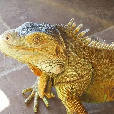 Iguana in casa senza autorizzazioni, scatta il sequestro
