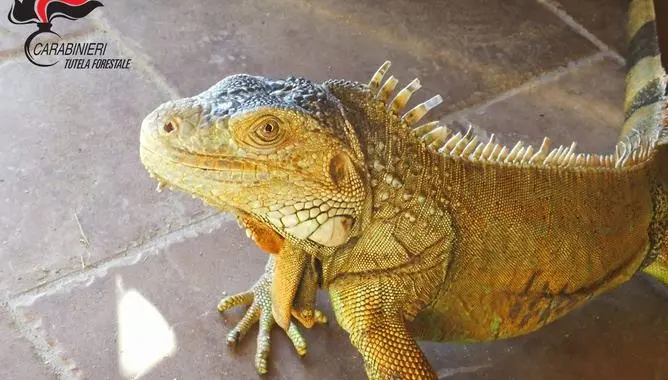 Iguana in casa senza autorizzazioni, scatta il sequestro