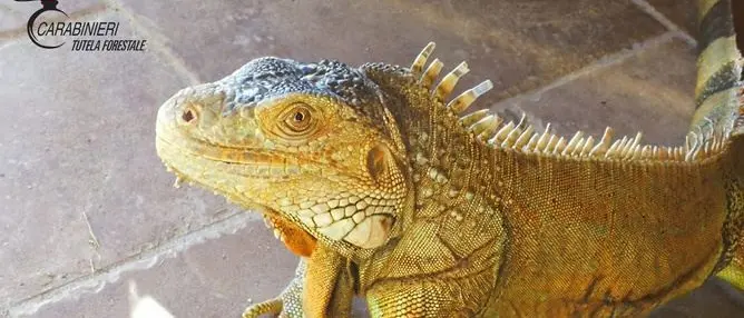 Iguana in casa senza autorizzazioni, scatta il sequestro