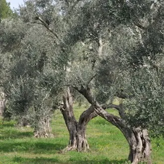 Nuova intimidazione nel Vibonese, tagliati quaranta alberi di ulivo