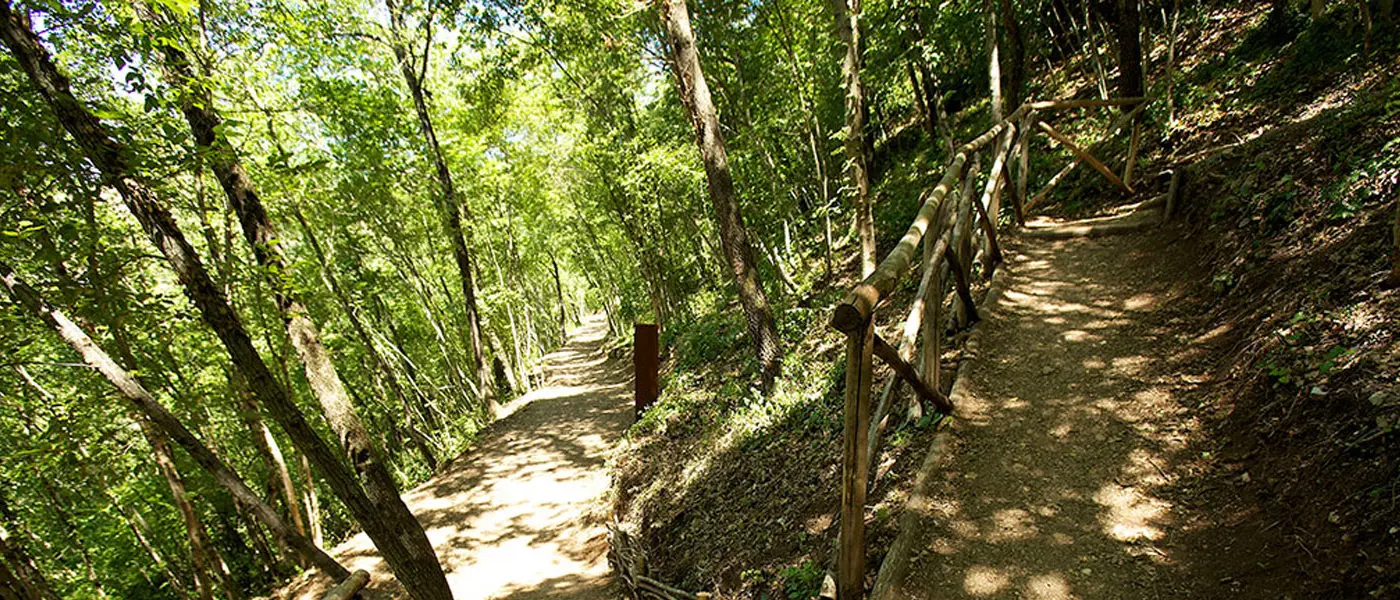 Dipendenti in nero, sospesa azienda boschiva a Fabrizia