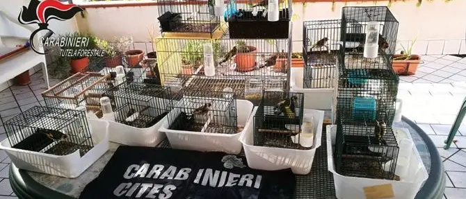 Cardellini detenuti illegalmente, due persone denunciate ad Amantea