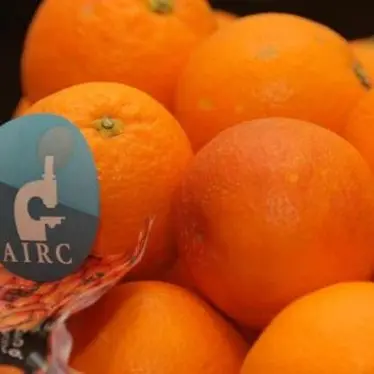Airc: “le arance della salute” tornano nelle piazze calabresi