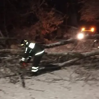 Cadono due alberi e tranciano cavi elettrici, disagi a Taverna