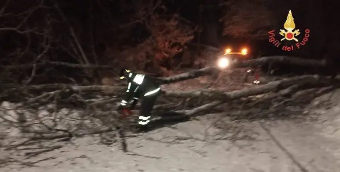 Cadono due alberi e tranciano cavi elettrici, disagi a Taverna