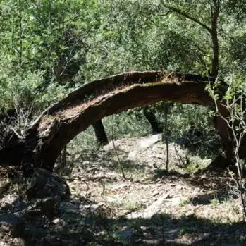 Il Parco Aspromonte in campo per salvare le foreste vetuste