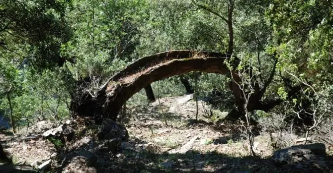 Il Parco Aspromonte in campo per salvare le foreste vetuste