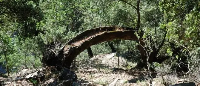 Il Parco Aspromonte in campo per salvare le foreste vetuste