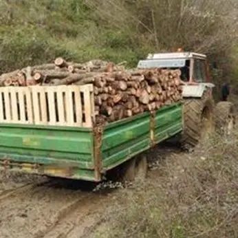 Sorpresi a tagliare alberi in un terreno privato, tre arresti nel Crotonese