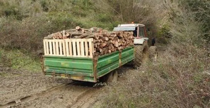 Sorpresi a tagliare alberi in un terreno privato, tre arresti nel Crotonese