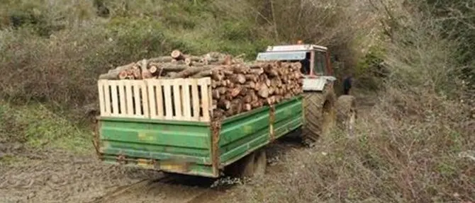 Sorpresi a tagliare alberi in un terreno privato, tre arresti nel Crotonese