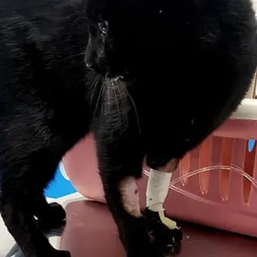 Polpette trattate con la metaldeide, allarme a Rovito