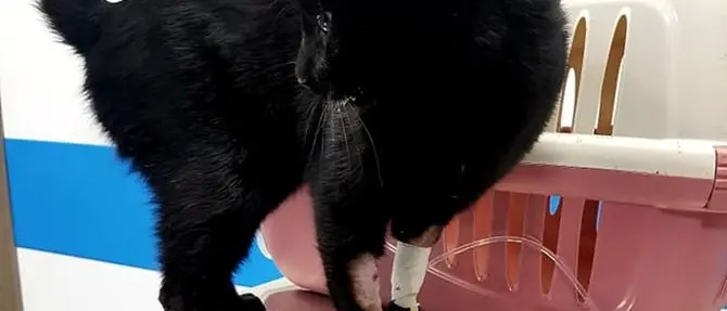 Polpette trattate con la metaldeide, allarme a Rovito