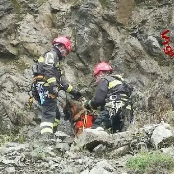 Cane precipita in una scarpata, salvato dai vigili del fuoco