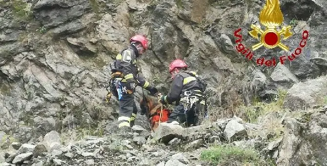 Cane precipita in una scarpata, salvato dai vigili del fuoco