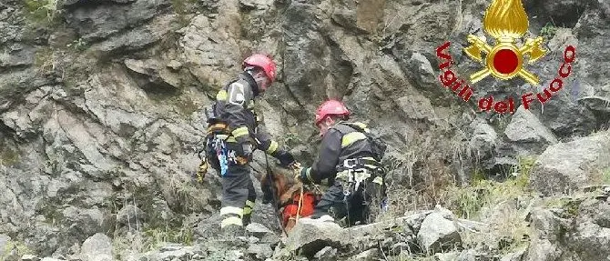 Cane precipita in una scarpata, salvato dai vigili del fuoco