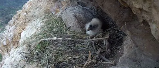 Mamma grifone depone un uovo in diretta