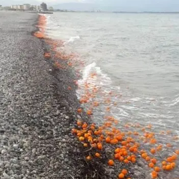 Il giallo delle clementine gettate in mare nella Sibaritide