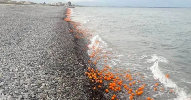 Il giallo delle clementine gettate in mare nella Sibaritide