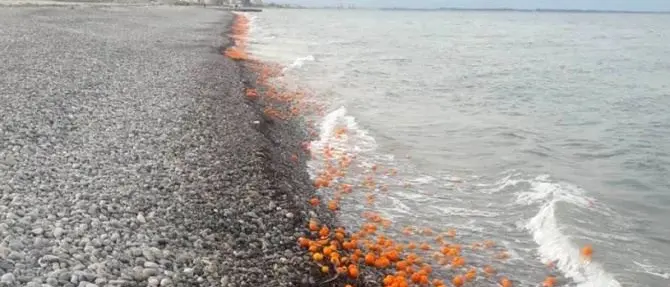 Il giallo delle clementine gettate in mare nella Sibaritide
