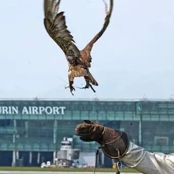 Il calabrese che con i suoi rapaci protegge l’aeroporto di Torino