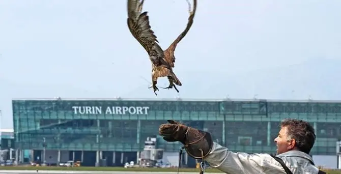 Il calabrese che con i suoi rapaci protegge l’aeroporto di Torino