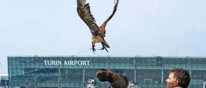 Il calabrese che con i suoi rapaci protegge l’aeroporto di Torino