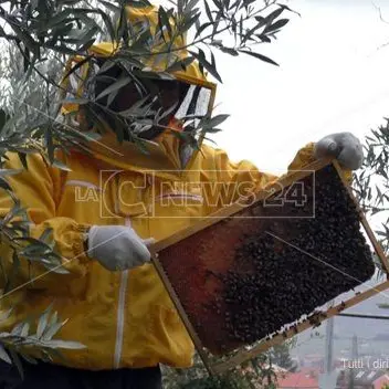 L’apicoltura in Calabria salvata dagli immigrati: la storia di Mamhud