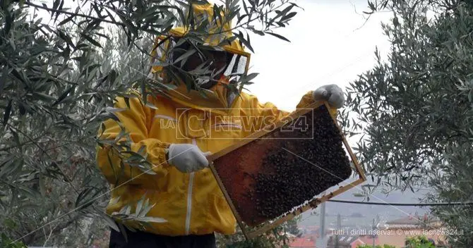 L’apicoltura in Calabria salvata dagli immigrati: la storia di Mamhud