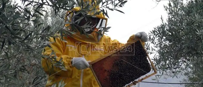 L’apicoltura in Calabria salvata dagli immigrati: la storia di Mamhud