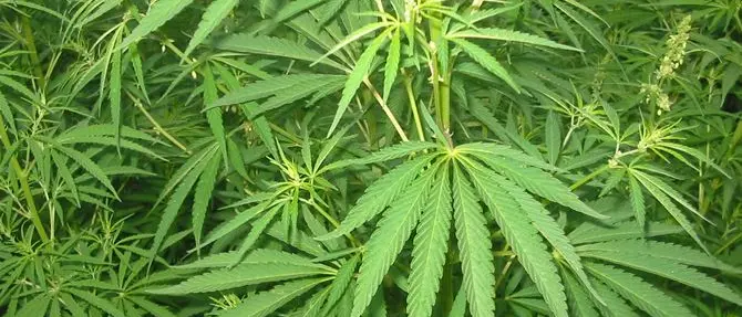 Cannabis, Siclari contro Grillo: «Fa il comico lanciando messaggi di morte»